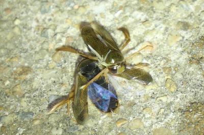 <i>Corixa</i>