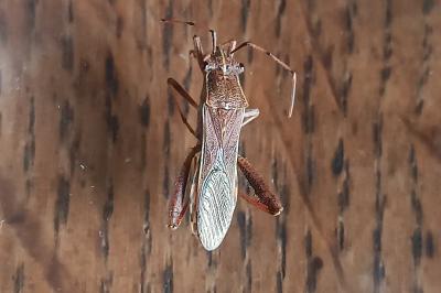 <i>Camptopus lateralis</i>