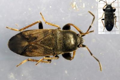 <i>Megalonotus emarginatus</i>