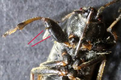 <i>Megalonotus emarginatus</i>