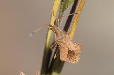 <i>Syromastus rhombeus</i>
