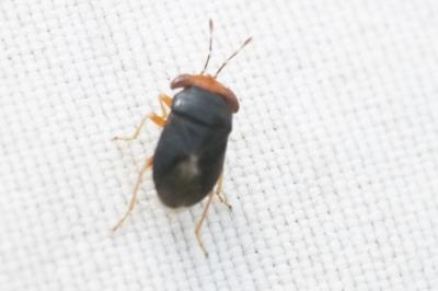 <i>Geocoris erythrocephalus</i>