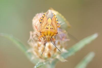 <i>Carpocoris purpureipennis</i>