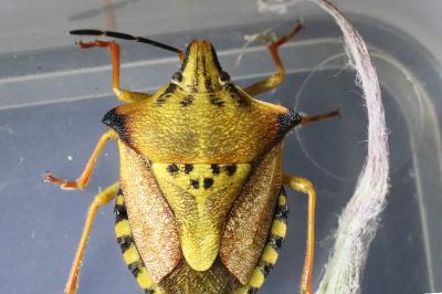 <i>Carpocoris mediterraneus</i>