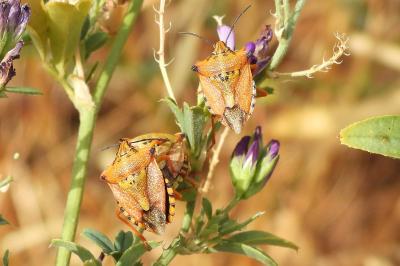 <i>Carpocoris mediterraneus</i>
