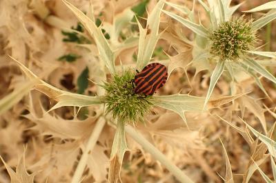 <i>Graphosoma italicum</i>