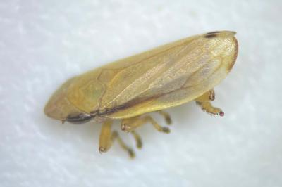 <i>Neophilaenus lineatus</i>