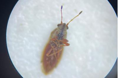 <i>Cymus melanocephalus</i>