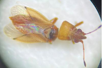 <i>Cymus melanocephalus</i>