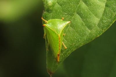<i>Stictocephala alta</i>