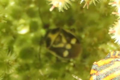 <i>Eurydema oleracea</i>