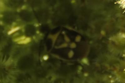 <i>Eurydema oleracea</i>