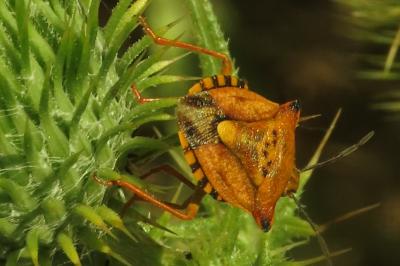<i>Carpocoris mediterraneus</i>
