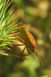 <i>Carpocoris mediterraneus</i>