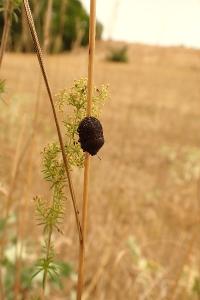 <i>Psacasta exanthematica</i>
