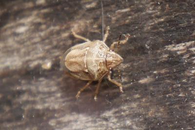 <i>Neottiglossa leporina</i>