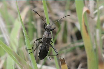<i>Alydus calcaratus</i>