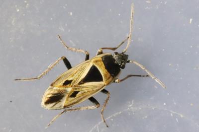 <i>Xanthochilus quadratus</i>