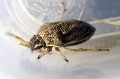 <i>Neottiglossa pusilla</i>