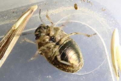 <i>Neottiglossa pusilla</i>
