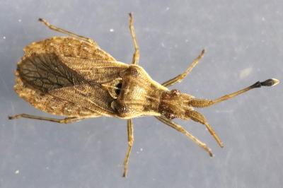 <i>Spathocera lobata</i>