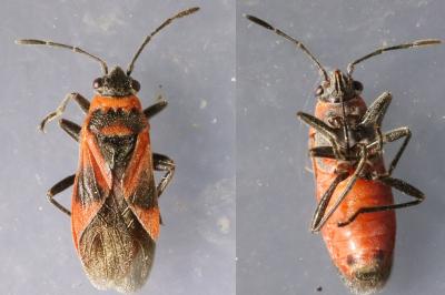 <i>Arocatus roeselii</i>