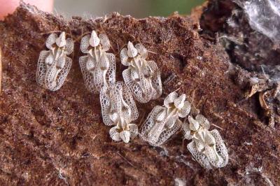 Tingidae