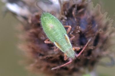Myrmus miriformis