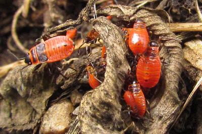 Pyrrhocoris apterus
