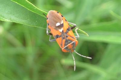 Spilostethus pandurus