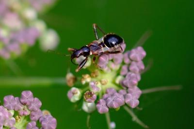 Himacerus mirmicoides