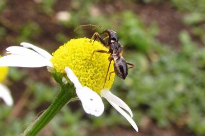 Himacerus mirmicoides
