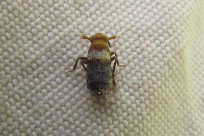 Conomelus anceps