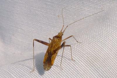 Phytocoris varipes