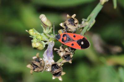 Lygaeidae