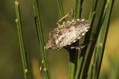 Rhaphigaster nebulosa