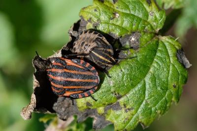 Graphosoma italicum