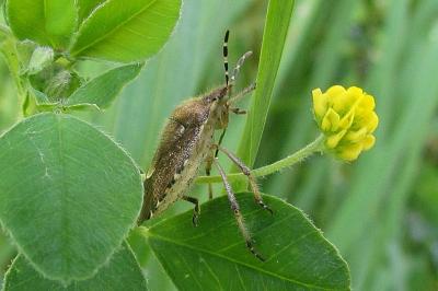 Dolycoris baccarum