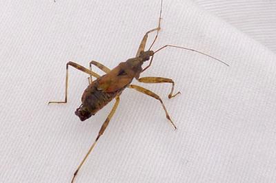 Himacerus apterus