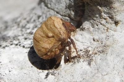 Vilpianus galii