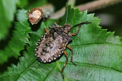 Pentatoma rufipes