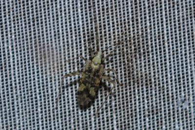 Phytocoris tiliae
