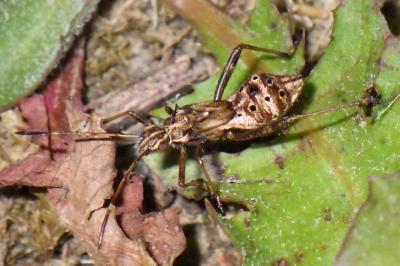 Camptopus lateralis