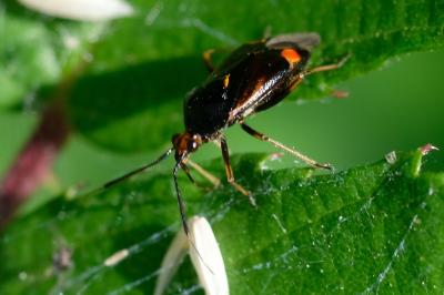 Deraeocoris ruber