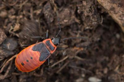 Pyrrhocoris apterus