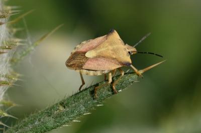 Carpocoris fuscispinus