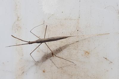 Ranatra linearis