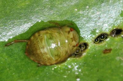 Naucoris maculatus