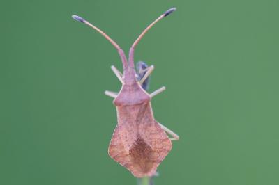 Syromastus rhombeus