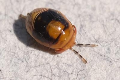 Geocoris erythrocephalus